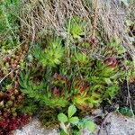 Sempervivum tectorum ഇല