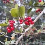 Ilex vomitoria Fruit