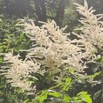 Aruncus dioicusപുഷ്പം