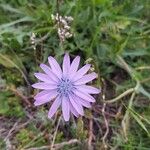 Lactuca perennisफूल