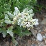 Artemisia genipi Flower