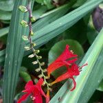 Crocosmia × crocosmiiflora Flower