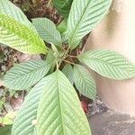 Cananga odorata 葉