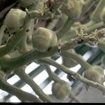 Cocos nucifera Fruto