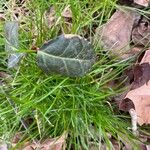 Chimaphila maculata Leht