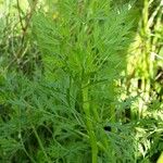 Ammi majus Folha