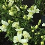 Antirrhinum latifolium Hábito