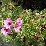 Geranium cinereum फूल