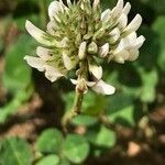 Trifolium repens Květ