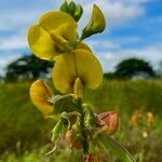 Crotalaria quinquefolia Květ