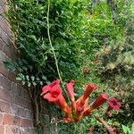 Campsis radicansKvět