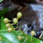 Maianthemum canadense Fruto