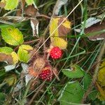 Rubus phoenicolasius Frucht