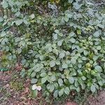 Camellia japonica Habit