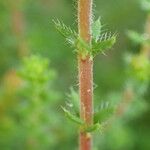 Erica ciliaris Foglia