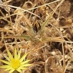 Carlina racemosa Fiore