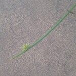 Cyperus laevigatus Hoja