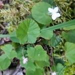 Dalibarda repens Leaf