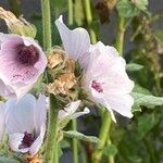 Althaea officinalisVirág