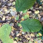 Frangula alnus Leaf