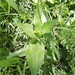 Commelina benghalensis 叶