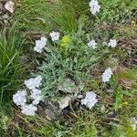 Achillea clavennae عادت داشتن