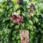 Aristolochia gigantea Staniste