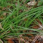 Carex alba Blatt