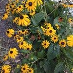 Rudbeckia fulgida花