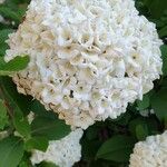 Viburnum macrocephalum Kvet