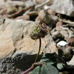 Medicago coronata Froito