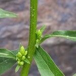 Solidago virgaurea Rinde