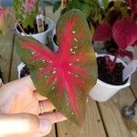 Caladium bicolorপাতা