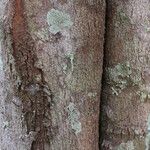 Sorindeia juglandifolia Ŝelo