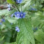 Pentaglottis sempervirens Květ