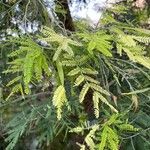 Acacia melanoxylon Blad