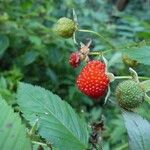 Rubus fraxinifolius Fruto