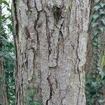 Corylus chinensis Bark