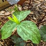 Trillium sessile 叶