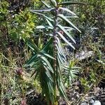 Euphorbia lathyris Blad