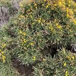 Genista acanthoclada Habit