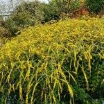 Solidago rugosa Celota