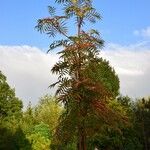 Sorbus americana Habitus