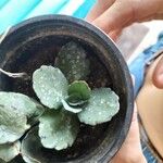 Kalanchoe marmorata List