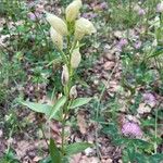 Cephalanthera damasonium Flors