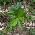 Daphne pontica Hoja