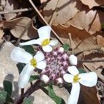 Iberis carnosa Flower