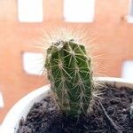 Echinocereus engelmannii Blatt