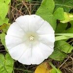 Calystegia sepiumFlower