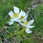 Anemone narcissiflora 花